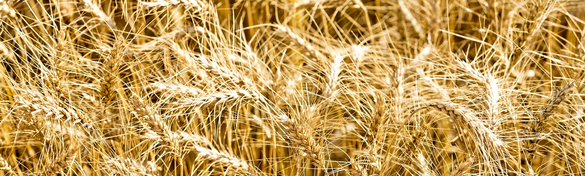 Header